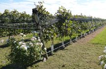 PRIVATE TOUR: History and Wines Fullday