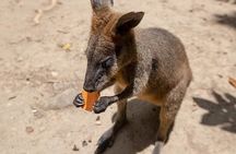 Chillagoe Caves and Outback Day Trip from Cairns
