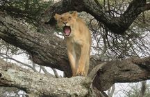 3 days leopard safaris