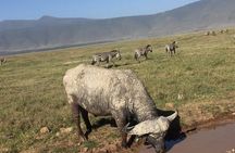 3 days leopard safaris