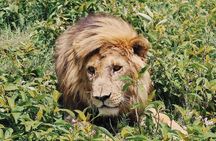 3 days leopard safaris