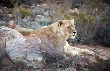 Aquila Game Reserve Cape Town Safari