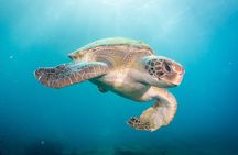 Try Dive by boat, Puerto Colon