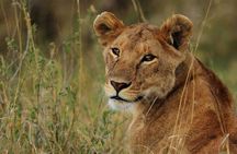 Tarangire National park and Ngorongoro Crater