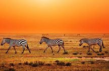 Tarangire National park and Ngorongoro Crater