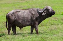 4 Days Experience big five in Tarangire, Serengeti & Ngorongoro Safari