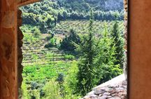 Cedars, Bsharre & Kozhaya Day Tour