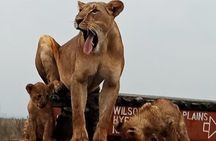 Nairobi National Park Game Drive With Free Pick Up Group Joining 