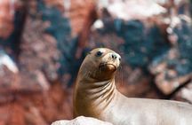 Ballestas Islands Group Tour from San Martin Port