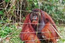 Private Tour: Ipoh Secrets Taiping Heritage & Orang Utan Island