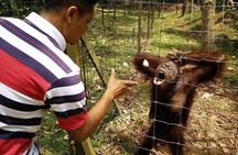 Private Tour: Ipoh Secrets Taiping Heritage & Orang Utan Island