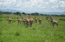 3-days In Mikumi And Udzungwa Mountain National Parks 