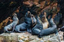 Ballestas Islands and Paracas Reserve from San Martin Port