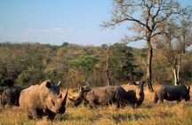 Game Drive And Rhino Walk