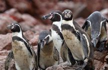 Ballestas Islands and Paracas Reserve from San Martin Port