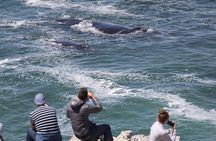 Whale Watching Walking Tours (Land-Based) - from JUNE 2025