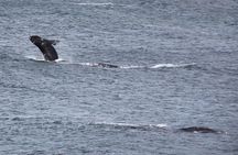Whale Watching Walking Tours (Land-Based) - from JUNE 2025