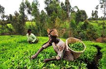 Kiambethu Tea Farm Tour & Lunch From Nairobi
