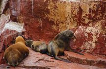 Full Day Group Tour Paracas and Ica from Lima