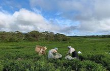 The Gorgeous South of Mauritius: Full-day tour incl Tea Factory & Crocodile park