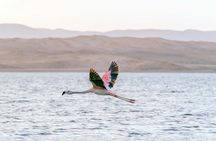 Paracas National Reserve Private Tour from Paracas or Pisco