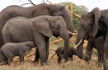 6 Day Tanzania Wildlife Mid range Safari