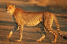 Cape town private - The Best of Big five safari 