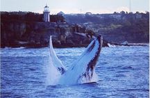 Whale Watching Sailing Experience in Sydney