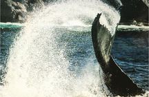 Whale Watching Sailing Experience in Sydney