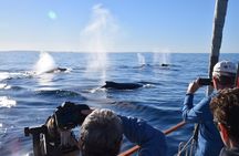 Whale Watching Sailing Experience in Sydney