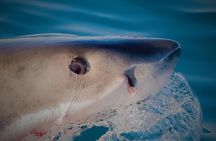 Shark Cage Diving 