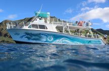 Private Dolphin Swim with Slide for up to 15 Passengers