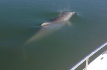 Private Dolphin Watch, Lighthouse and Ecological Boat Tours