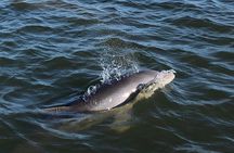 Private Dolphin Watch, Lighthouse and Ecological Boat Tours