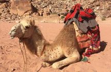 One Day Wadi Rum from Aqaba