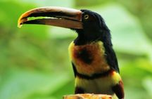Bird Watching Tours with Sandra Plúa - Manabi, Ecuador