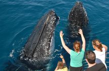 Fraser Island Whale Watch Encounter