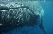 Fraser Island Whale Watch Encounter