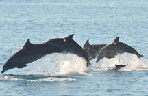 Fraser Island & Dolphin Sailing Adventure