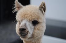 Alpaca Farm Tours with Toffeemont