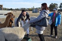 Alpaca Farm Tours with Toffeemont