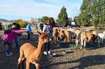 Alpaca Farm Tours with Toffeemont