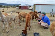 Alpaca Farm Tours with Toffeemont