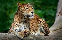 Yala National Park Safari from Hambantota Seaport