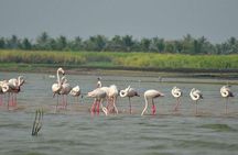 Bundala National Park Safari From Hambantota Seaport