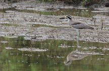 Bundala National Park Safari From Hambantota Seaport