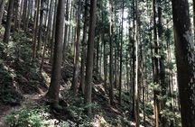 Historic and Natural Guided Hike in Yoshino