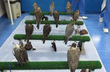 Falcon Hospital Tour
