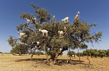 Essaouira: Private or Small-Group Day Trip from Marrakech