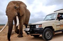 Addo Elephant National Park from Port Elizabeth - FD01